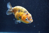 Ranchu  Calico 3.5 Inch (ID#820R5c-88) Free2Day SHIPPING