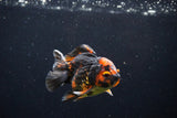 Short Body Thai Oranda  Tiger Calico 3 Inch (ID#1122To14b-43) Free2Day SHIPPING