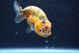 Ranchu  Calico 3.5 Inch (ID#820R5c-88) Free2Day SHIPPING