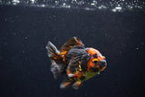 Short Body Thai Oranda  Tiger Calico 3 Inch (ID#1122To14b-43) Free2Day SHIPPING