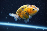 Ranchu  Calico 3.5 Inch (ID#820R5c-88) Free2Day SHIPPING