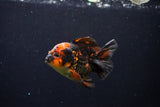 Short Body Thai Oranda  Tiger Calico 3 Inch (ID#1122To14b-43) Free2Day SHIPPING