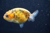 Ranchu  Calico 3.5 Inch (ID#820R5c-88) Free2Day SHIPPING