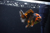 Short Body Thai Oranda  Tiger Calico 3 Inch (ID#1122To14b-43) Free2Day SHIPPING