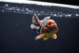 Short Body Thai Oranda  Tiger Calico 3 Inch (ID#1122To14b-43) Free2Day SHIPPING