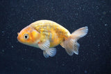 Juvenile Ranchu  Calico 3.5 Inch (ID#820R5c-89) Free2Day SHIPPING