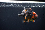 Short Body Thai Oranda  Tiger Calico 3 Inch (ID#1122To14b-43) Free2Day SHIPPING