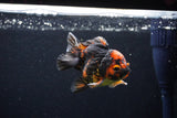 Short Body Thai Oranda  Tiger Calico 3 Inch (ID#1122To14b-43) Free2Day SHIPPING