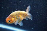 Juvenile Ranchu  Calico 3.5 Inch (ID#820R5c-89) Free2Day SHIPPING