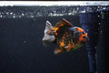 Short Body Thai Oranda  Tiger Calico 3 Inch (ID#1122To14b-43) Free2Day SHIPPING