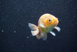 Juvenile Ranchu  Calico 3.5 Inch (ID#820R5c-89) Free2Day SHIPPING