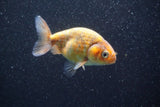 Juvenile Ranchu  Calico 3.5 Inch (ID#820R5c-89) Free2Day SHIPPING