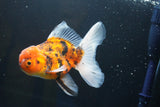 Thai Oranda  Calico 4.5 Inch (ID#1001To6b-110)