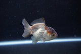 Short Body Thai Oranda  Panda 3.5 Inch (ID#1122To14b-44) Free2Day SHIPPING