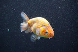 Juvenile Ranchu  Calico 3.5 Inch (ID#820R5c-89) Free2Day SHIPPING