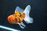 Thai Oranda  Calico 4.5 Inch (ID#1001To6b-110)