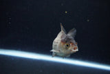 Short Body Thai Oranda  Panda 3.5 Inch (ID#1122To14b-44) Free2Day SHIPPING