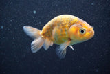 Ranchu  Calico 3.5 Inch (ID#820R5c-89) Free2Day SHIPPING