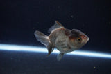 Short Body Thai Oranda  Panda 3.5 Inch (ID#1122To14b-44) Free2Day SHIPPING