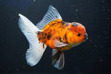 Thai Oranda  Calico 4.5 Inch (ID#1001To6b-110)