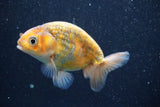 Juvenile Ranchu  Calico 3.5 Inch (ID#820R5c-89) Free2Day SHIPPING