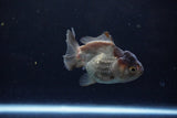 Short Body Thai Oranda  Panda 3.5 Inch (ID#1122To14b-44) Free2Day SHIPPING