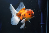 Thai Oranda  Calico 4.5 Inch (ID#1001To6b-110)