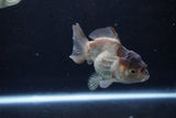 Short Body Thai Oranda  Panda 3.5 Inch (ID#1122To14b-44) Free2Day SHIPPING