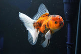 Thai Oranda  Calico 4.5 Inch (ID#1001To6b-110)