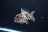 Short Body Thai Oranda  Panda 3.5 Inch (ID#1122To14b-44) Free2Day SHIPPING