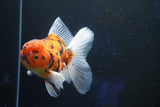 Thai Oranda  Calico 4.5 Inch (ID#1001To6b-110)