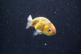 Ranchu  Calico 3 Inch (ID#820R5c-90) Free2Day SHIPPING