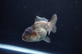 Short Body Thai Oranda  Panda 3.5 Inch (ID#1122To14b-44) Free2Day SHIPPING