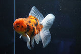 Thai Oranda  Calico 4.5 Inch (ID#1001To6b-110)