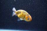 Ranchu  Calico 3 Inch (ID#820R5c-90) Free2Day SHIPPING