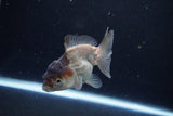 Short Body Thai Oranda  Panda 3.5 Inch (ID#1122To14b-44) Free2Day SHIPPING