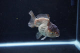 Short Body Thai Oranda  Panda 3.5 Inch (ID#1122To14b-44) Free2Day SHIPPING