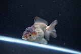 Short Body Thai Oranda  Panda 3.5 Inch (ID#1122To14b-44) Free2Day SHIPPING