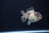 Short Body Thai Oranda  Panda 3.5 Inch (ID#1122To14b-44) Free2Day SHIPPING