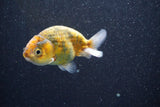 Ranchu  Calico 3 Inch (ID#820R5c-90) Free2Day SHIPPING