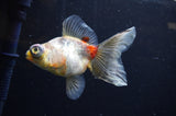 Butterfly  Calico 4 Inch (ID#325B8b-43) Free2Day SHIPPING