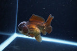 Short Body Thai Oranda  Panda 4 Inch (ID#1122To14b-45) Free2Day SHIPPING