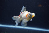 Butterfly  Calico 4 Inch (ID#325B8b-43) Free2Day SHIPPING