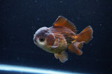 Short Body Thai Oranda  Panda 4 Inch (ID#1122To14b-45) Free2Day SHIPPING