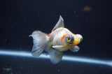 Butterfly  Calico 4 Inch (ID#325B8b-43) Free2Day SHIPPING
