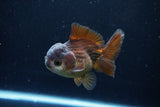 Short Body Thai Oranda  Panda 4 Inch (ID#1122To14b-45) Free2Day SHIPPING