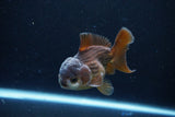 Short Body Thai Oranda  Panda 4 Inch (ID#1122To14b-45) Free2Day SHIPPING