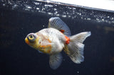 Butterfly  Calico 4 Inch (ID#325B8b-43) Free2Day SHIPPING