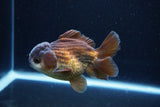 Short Body Thai Oranda  Panda 4 Inch (ID#1122To14b-45) Free2Day SHIPPING