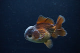 Short Body Thai Oranda  Panda 4 Inch (ID#1122To14b-45) Free2Day SHIPPING